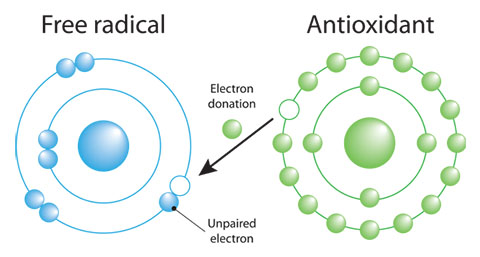 a diagram showing how a free radical takes electrons off of a an antioxidant and toxin