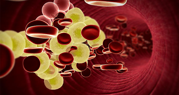 a render of cholesterol flowing in the blood stream in an artery alongside red blood cells 