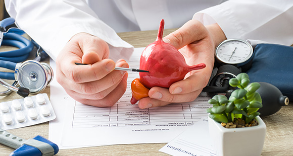 a doctor pointing at a model of a bladder with a pen