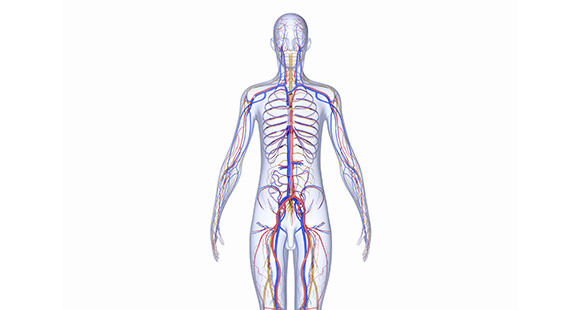 a render of the human nervous system