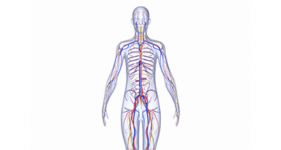 an illustration of the human nervous system