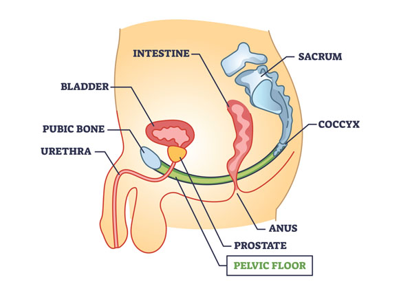 an illustration showing the pelvis of a male, highlighting the pelvic floor area