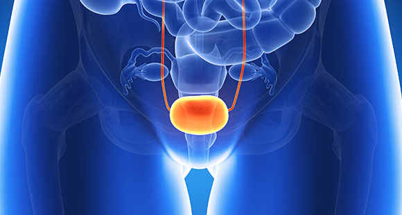 a close up illustration of the bladder within the pelvis