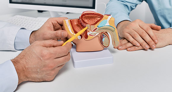 a doctor pointing to the prostrate to present to a patient