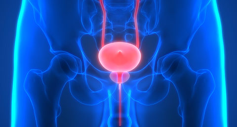 a 3D illustration showcasing where the prostate is in comparison to the urethra